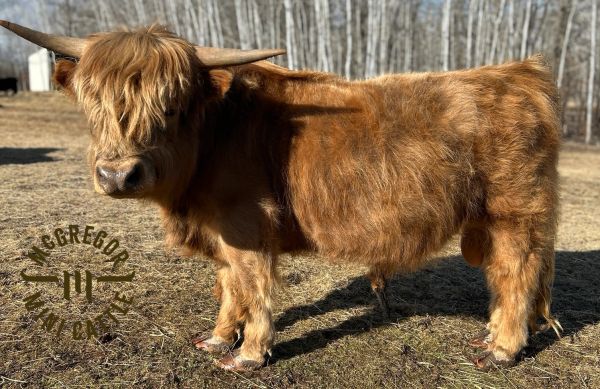 A shaggy Highland cow with long horns standing outdoors on grass.
