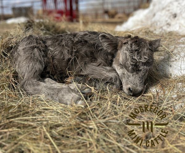 A newborn curly-haired calf sleeping on hay in a pen.