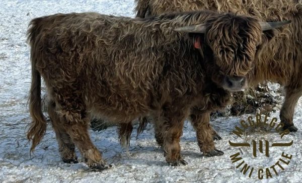 A Highland cow standing on snowy ground with long, shaggy fur.