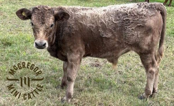 A curly-haired brown calf standing on grass.