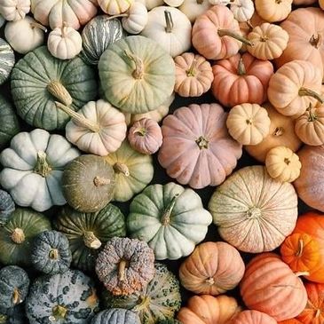 A colorful assortment of pumpkins and gourds in various shapes and muted tones.