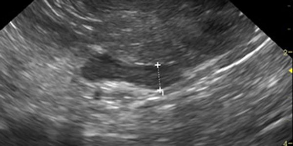 abdomen dog mobile ultrasound veterinary animal abdominal sonogram
