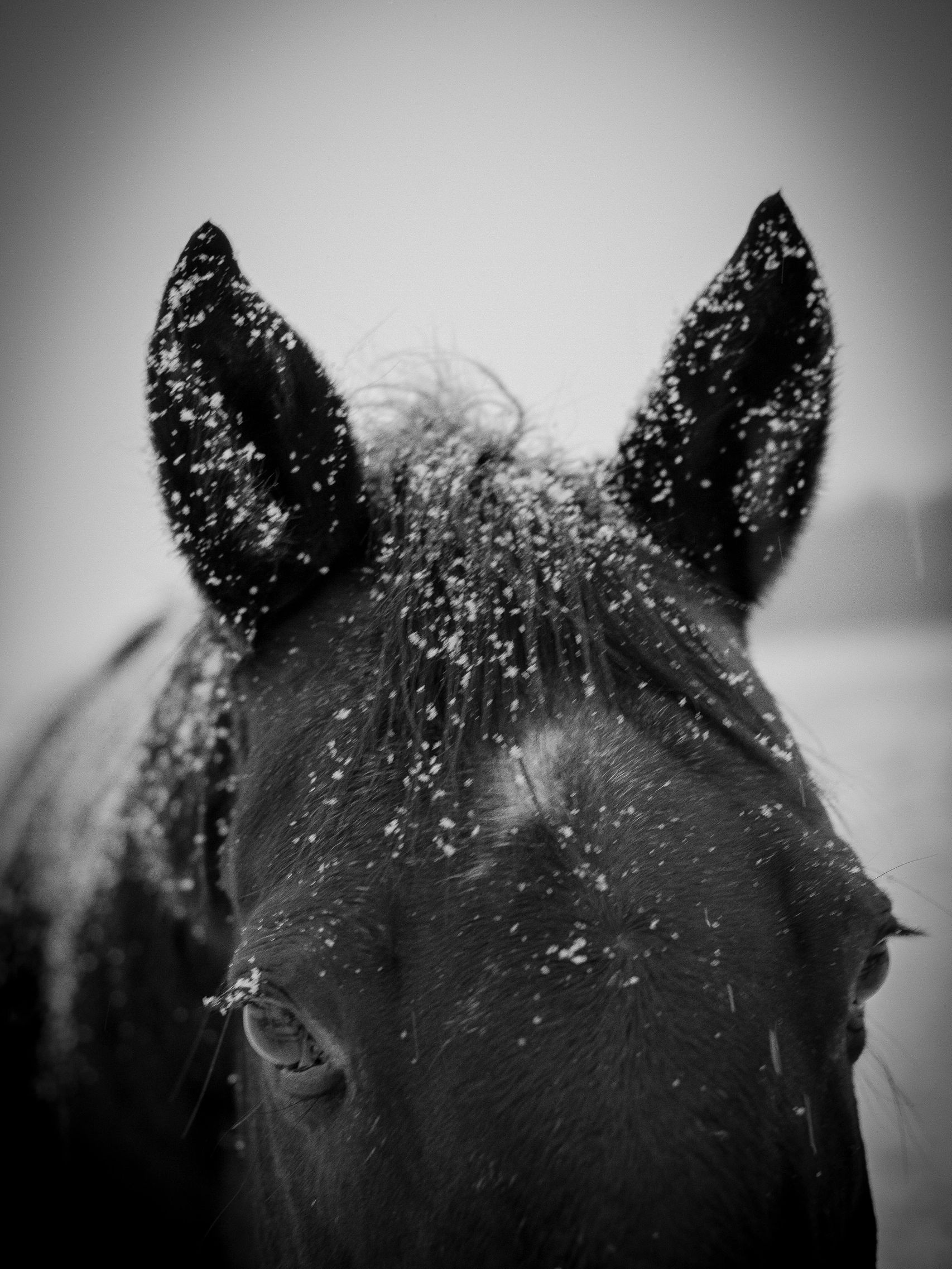 A Photo I took of my beautiful horse this winter.