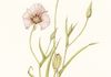 Catalina Mariposa Lily