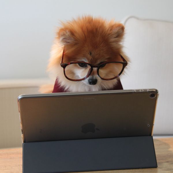 puppy with glasses looking at tablet