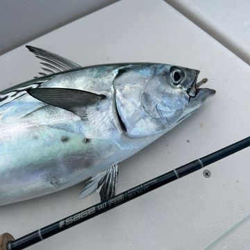 A freshly caught fish with a fishing rod beside it.