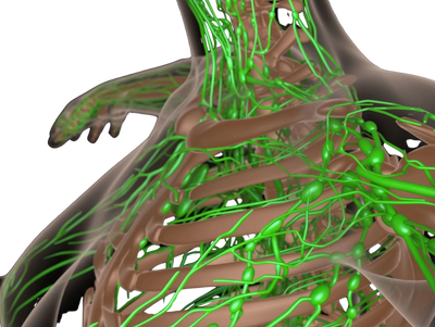 The area around the neck and shoulders is key in the treatment of the lymphatic system