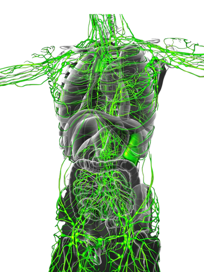 The complex system of lymphatic channels have many lymph nodes where swelling can occur