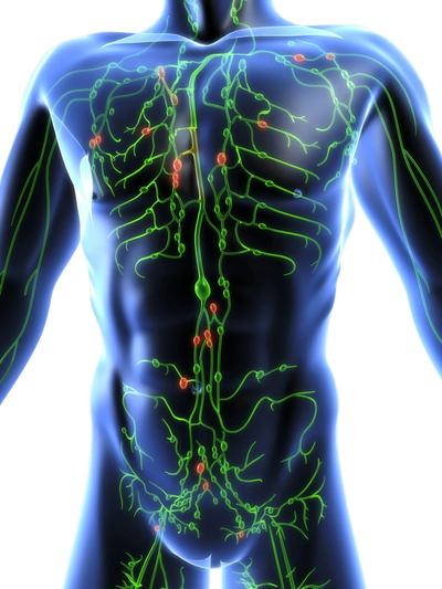 The lymphatic system can become dysfunctional due to modern lifestyles