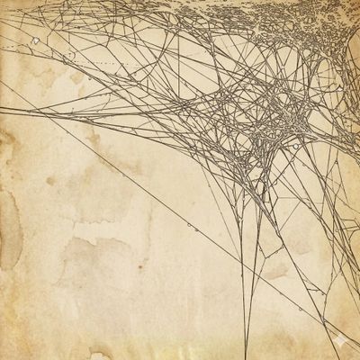 Fascia network of microfilaments