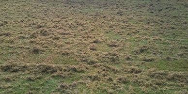 Scarify Scarifying Scarification dethatch thatch raking moss removal lawn spring Autumn