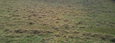 Scarified Grass on a lawn