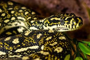 SCREAM- Bredli Doiamond Het Stripe.
A beautiful male I own.