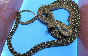 SCREAM Line Bredli Diamond Het Genetic Stripe, 6 months old.