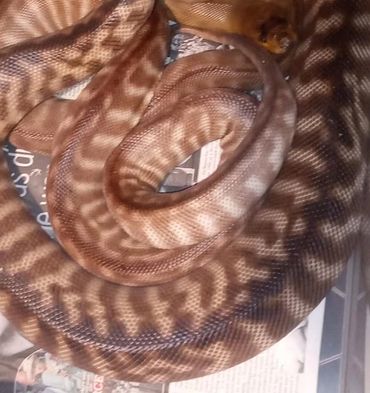 Follicular Developmental swelling,
Maybe even Possible Ovulation
Male Is in the middle and lighter