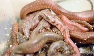 Suspected Super Caramel Jag Het Granite 50% het Axanthic.
Fresh out of the egg with clutchmates.