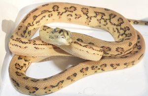 Suspected Super Caramel Jag Het Granite 50% het Axanthic.