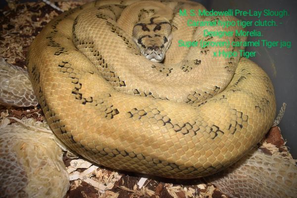 Gravid Morelia Spilota Mcdowelli Super caramel Tiger jag: proven & Pure.
Hypo Tiger
X
Super Caramel