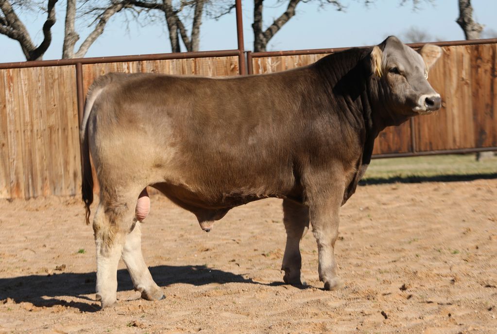 seedstock bull sold production braunvieh by Magnum PI