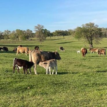 braunvieh momma cow calving season maternal traits cow power beef cattle