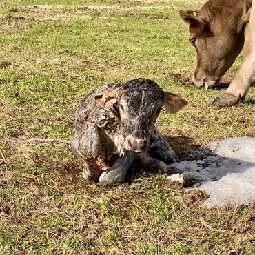 calving season new calf braunvieh momma