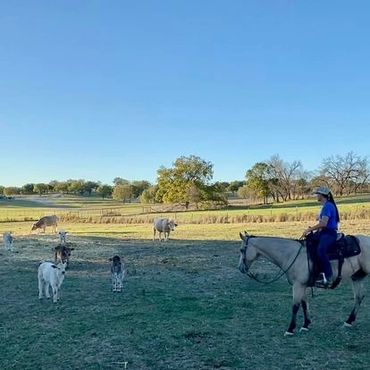 calving season calves cowhorse