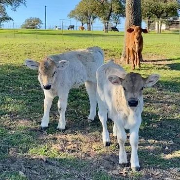 calving season Braunvieh calves replacement heifers