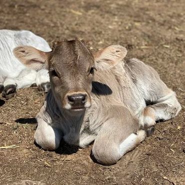 calving season Braunvieh new calf
