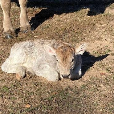 calving season Braunvieh momma new calf