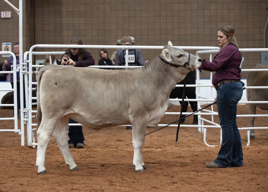 braunvieh heifer seedstock beef cattle Champion by Magnum PI