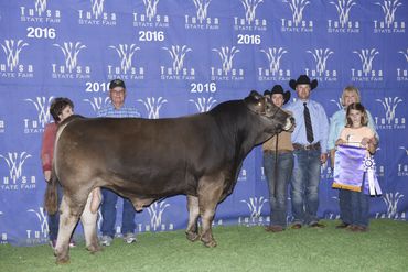 MAE MAGNUM PI Braunvieh bull purebred seedstock beef cattle Grand Champion semen sale