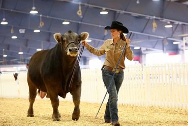 MAE MAGNUM PI Braunvieh bull purebred seedstock beef cattle Grand Champion semen sale