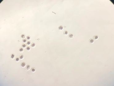 Masters in Animal Science, Reproductive 
Physiology, Bovine embryos, reproduction