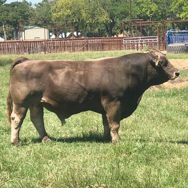 MAE MAGNUM PI Braunvieh bull purebred seedstock beef cattle Grand Champion semen sale