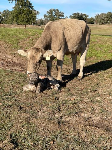 calving season Braunvieh momma new calf
