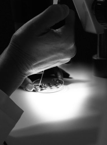 Masters in Animal Science, Reproductive 
Physiology In-Vitro Embryo Transfer lab work.