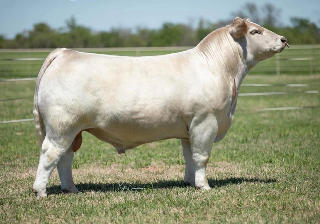 High Cotton Braunvieh cross bull show cattle Potts Show Cattle By Magnum PI superbraunvieh