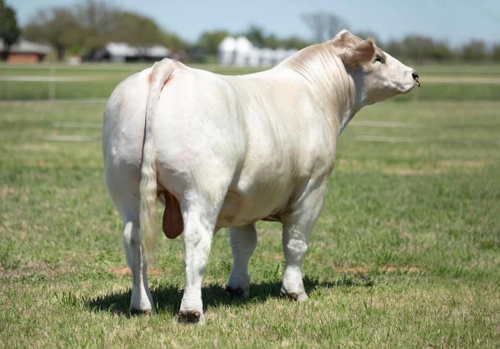 High Cotton Braunvieh cross bull show cattle Potts Show Cattle By Magnum PI superbraunvieh