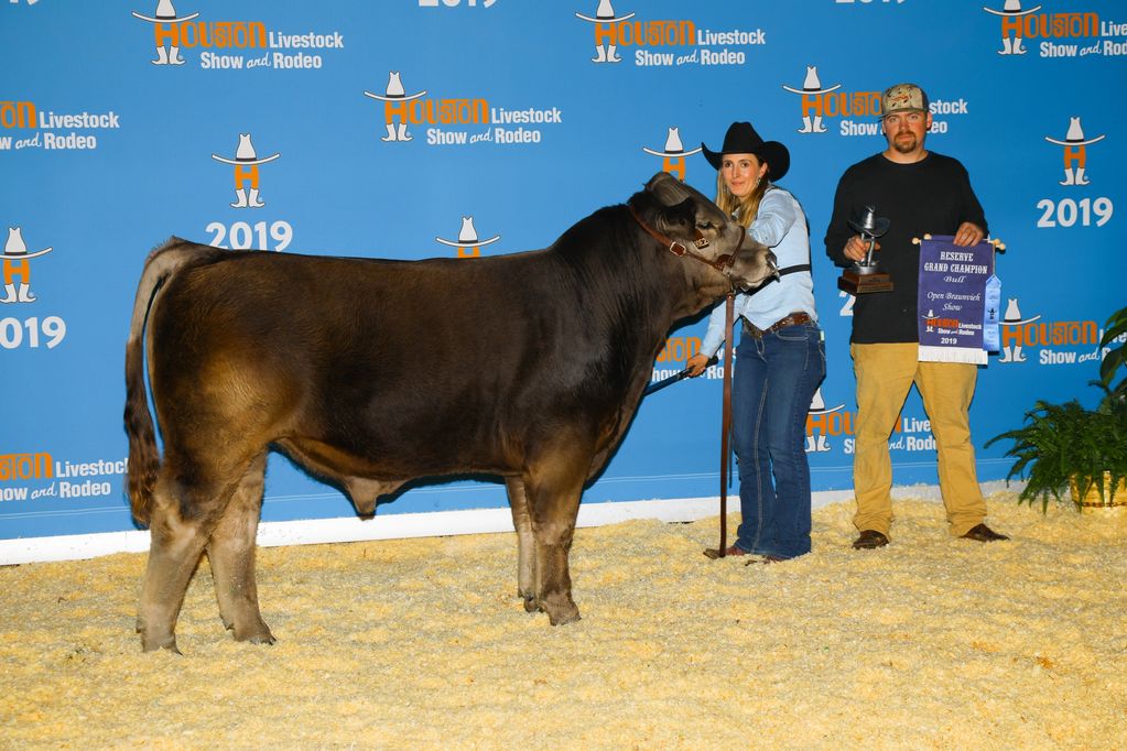 braunvieh bull seedstock beef cattle Champion by Magnum PI