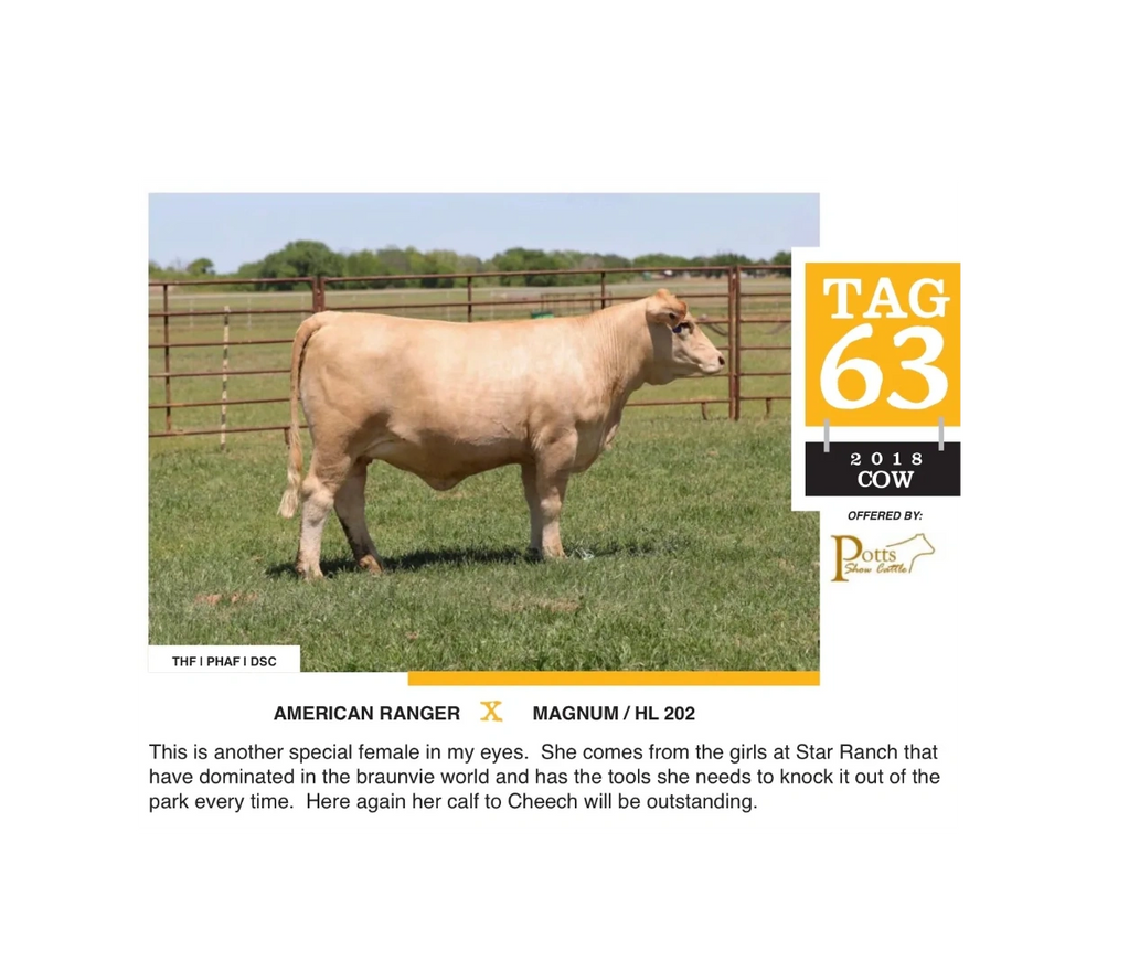 braunvieh american cross heifer replacement heifer clubby cattle sale