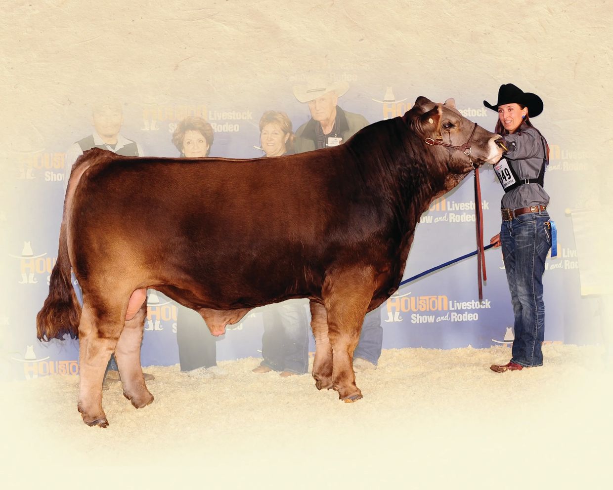MAE MAGNUM PI Braunvieh bull purebred seedstock beef cattle Grand Champion semen sale