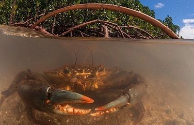 Northern Territory Mud Crab