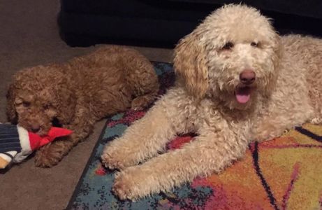 labradoodle puppies for sale in California
sable labradoodle
fawn labradoodle
cream labradoodle
