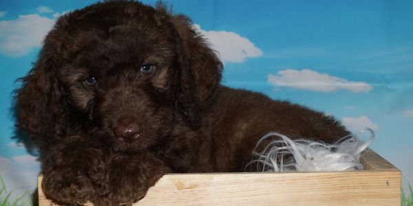 labradoodle puppies for sale in Southern California. Labradoodles for sale in California 
