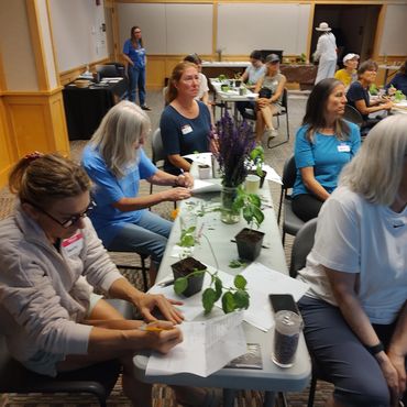 wellness herbs workshop in action
