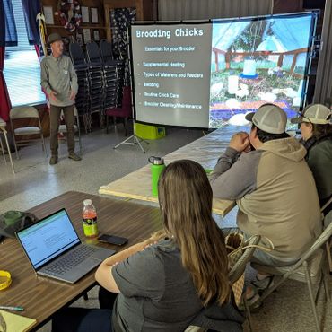 chickens workshop in progress