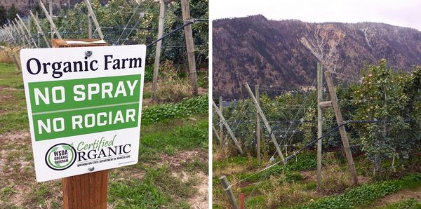 Eden's Honey Quality - It Begins with Sustainability (photo: apple orchard)