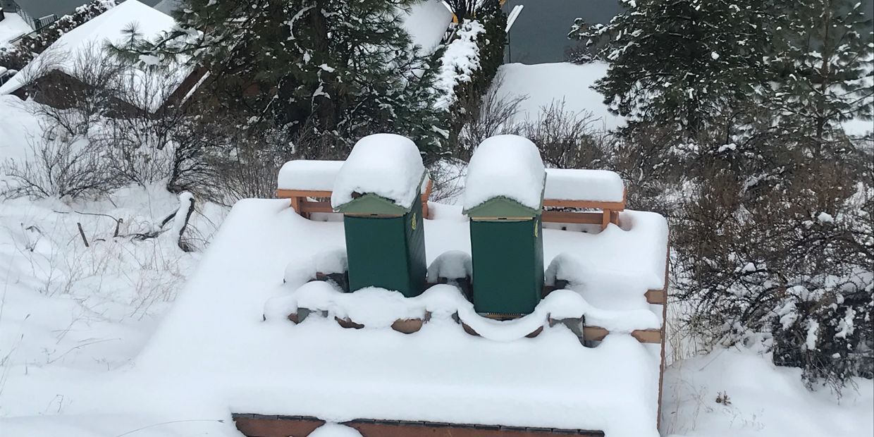 Adam & Eve Hives during the winter, January 2020 - Eden's Honey