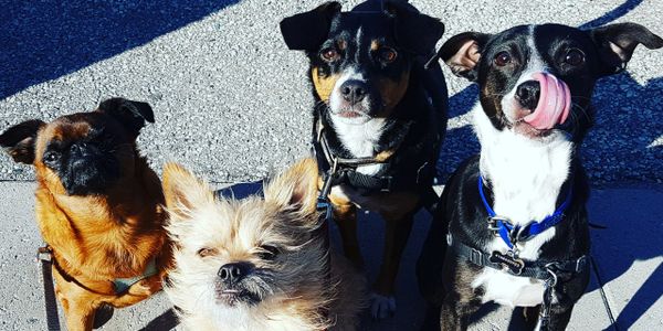 Positive Reinforcement Dog Training, East End Toronto, Leslieville, Certified Dog Trainer