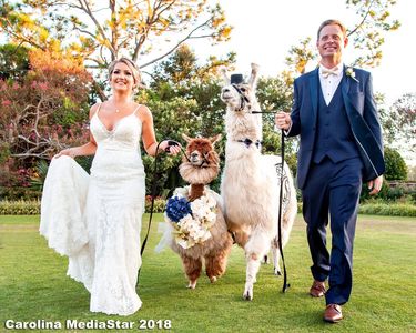 Llama & Alpaca Wedding
